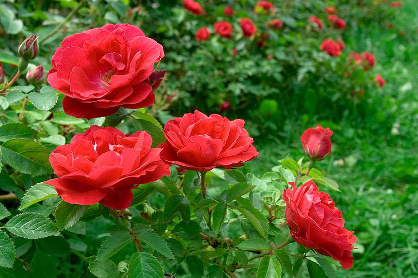 Aby růže krásně kvetly, je třeba jim věnovat pravidelnou péči (Zdroj: Depositphotos (https://cz.depositphotos.com))