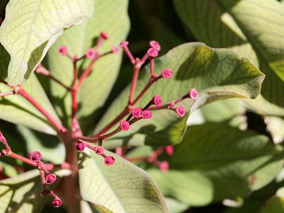 Synadenium &#8211; pokojovka, která vám může způsobit potíže