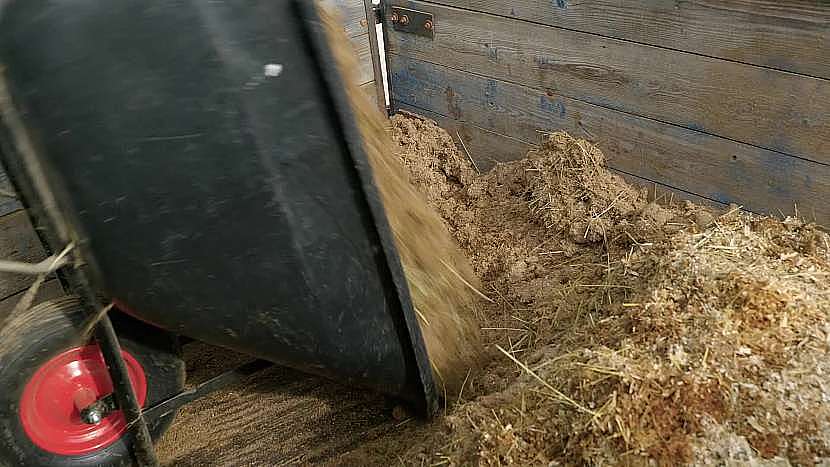 Uklidit koňské stáje od hnoje je opravdu perná práce