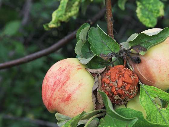 Houbová choroba jablek je velmi nakažlivá (Zdroj: Depositphotos (https://cz.depositphotos.com))