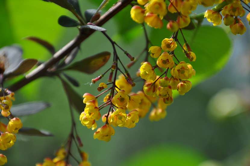 Koncem jara se na keřích objeví drobné žlutooranžové květy