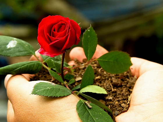 Pěstování růží se neobejde bez správné výsadby (Zdroj: iStock)