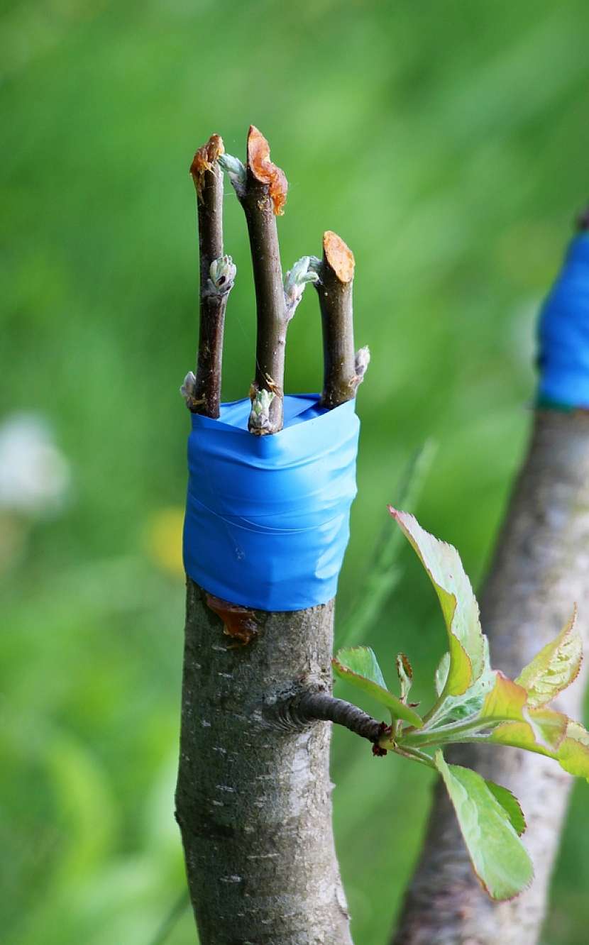 Zahradnická páska pro šetrné fixování keřů a stromků