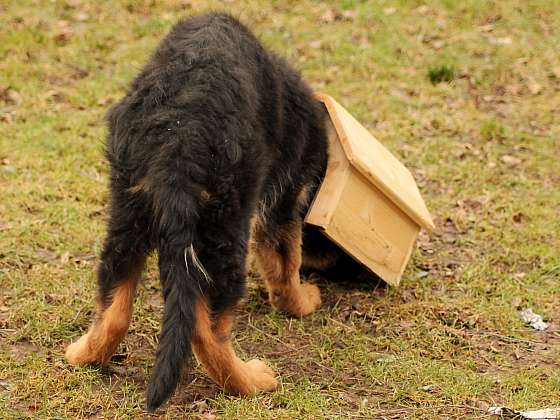Při stavbě psí boudy nezapomínejte na důležité náležitosti (Zdroj: Depositphotos (https://cz.depositphotos.com) 