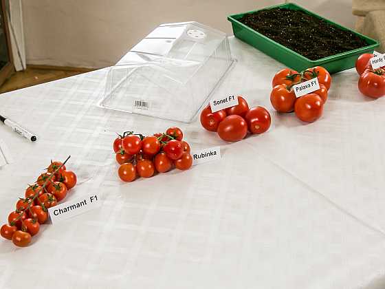  Je tu správný čas na výsev netradičních odrůd rajčat (Zdroj: archiv FTV Prima)