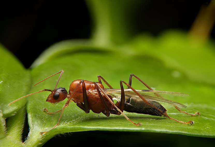 Jak bojovat proti okřídleným mravencům? (Zdroj: Depositphotos)