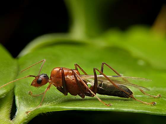 Jak bojovat proti okřídleným mravencům? (Zdroj: Depositphotos)