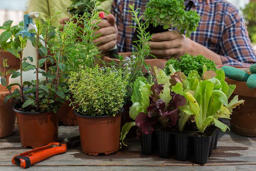Rychlení je efektivní nejen u zeleniny, úspěšně jej praktikujte i u bylinek (Zdroj: Depositphotos (https://cz.depositphotos.com))