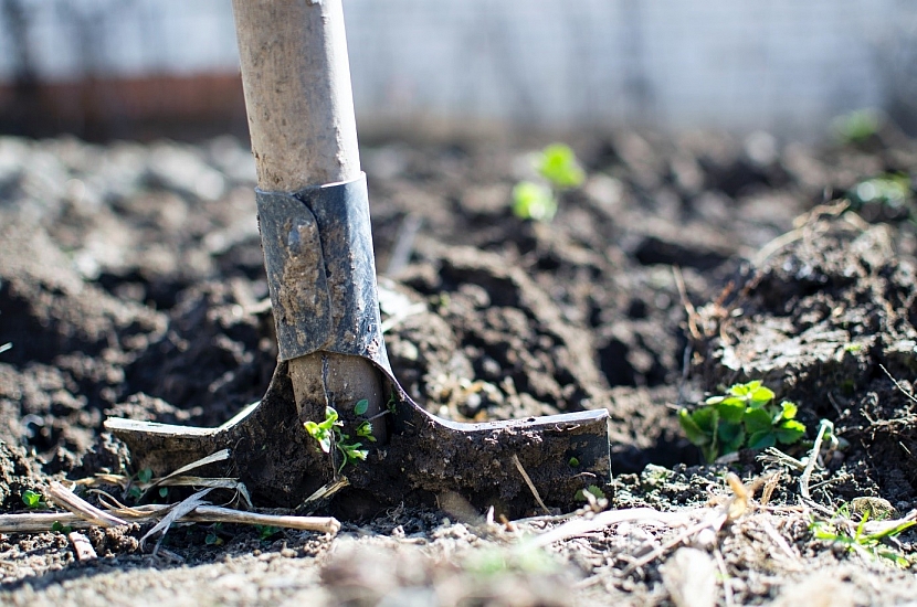 Trápí vás sucho na zahradě? Tyhle tipy vaše záhonky ochrání (Zdroj: Pexels)