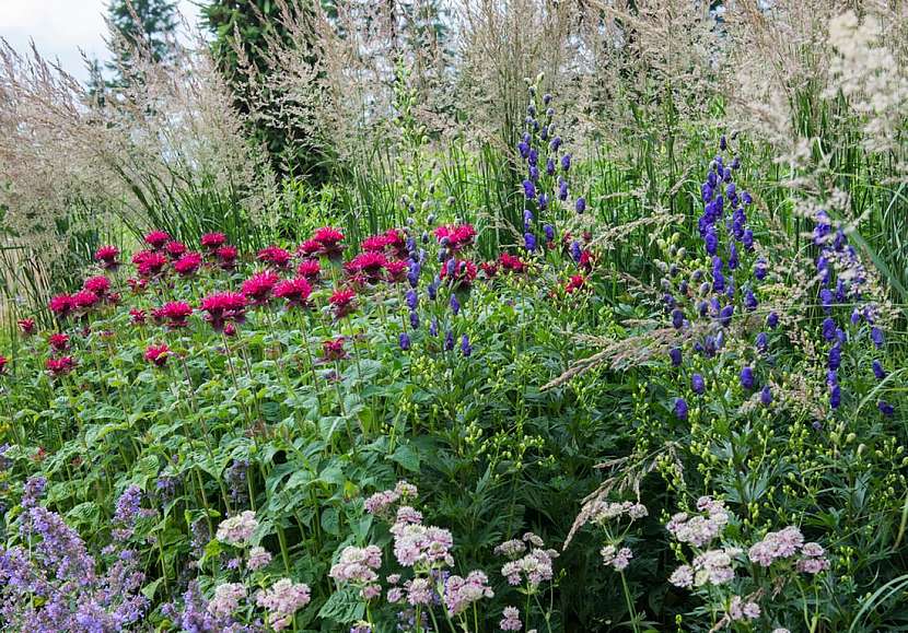 Zavinutka neboli monarda – výrazně aromatická rostlina s léčivými účinky