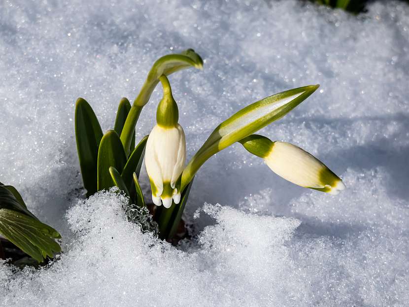 Sněženky snáší teplotu -15 °C 