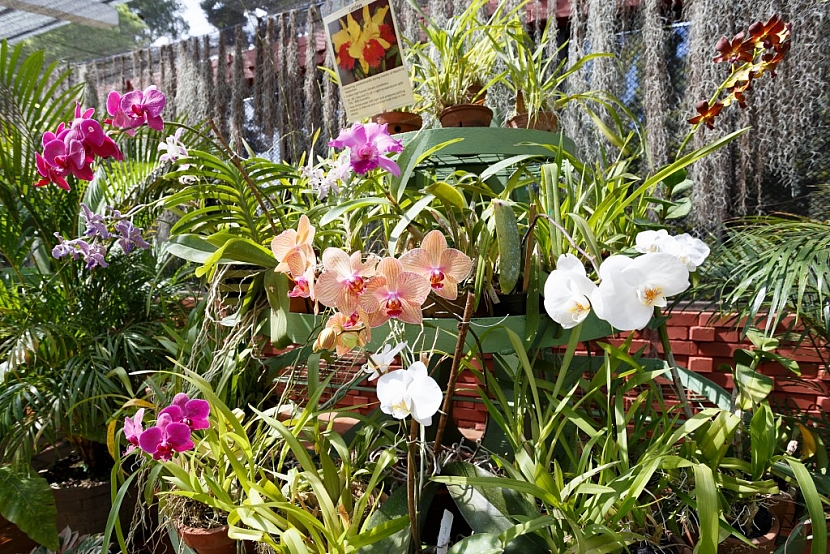 K pěstování orchideí využijete rašeliník i mechy