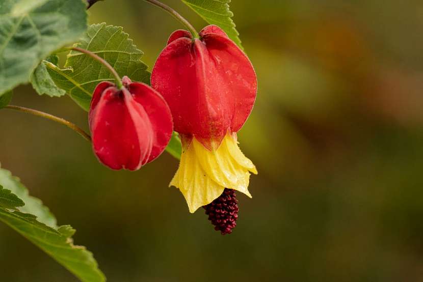 Abutilon neboli podslunečník – atraktivní pokojová rostlina s hedvábnými květy