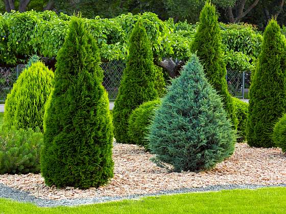 Výsadbou okrasných dřevin obohatíte každou zahradu (Zdroj: Depositphotos (https://cz.depositphotos.com))