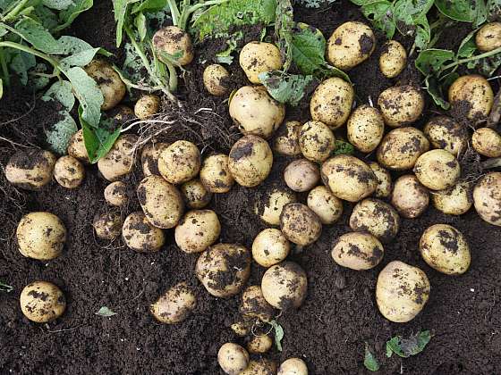Na sklizeň brambor se musíme dobře připravit (Zdroj: Depositphotos (https://cz.depositphotos.com))