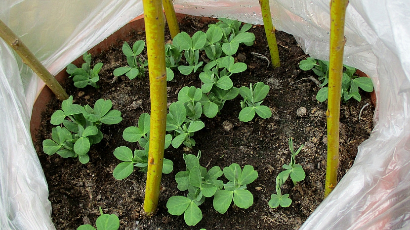 Jak pěstovat hrášek v nádobě: konstrukci můžete obalit průsvitnou fólií