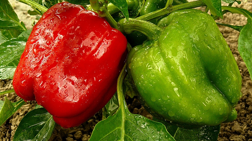 Jak pěstovat papriky? Důležitý je výběr odrůdy