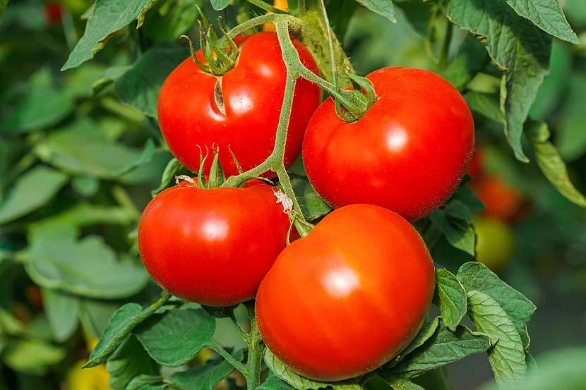 Na Josefa je ideální čas vysít semena rajčat (Zdroj: Depositphotos (https://cz.depositphotos.com)