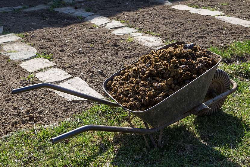 Zelenina na zahradě se bez hnojení neobejde