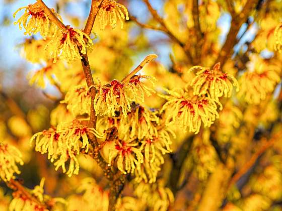 Hamamelis japonica kvete v zimě