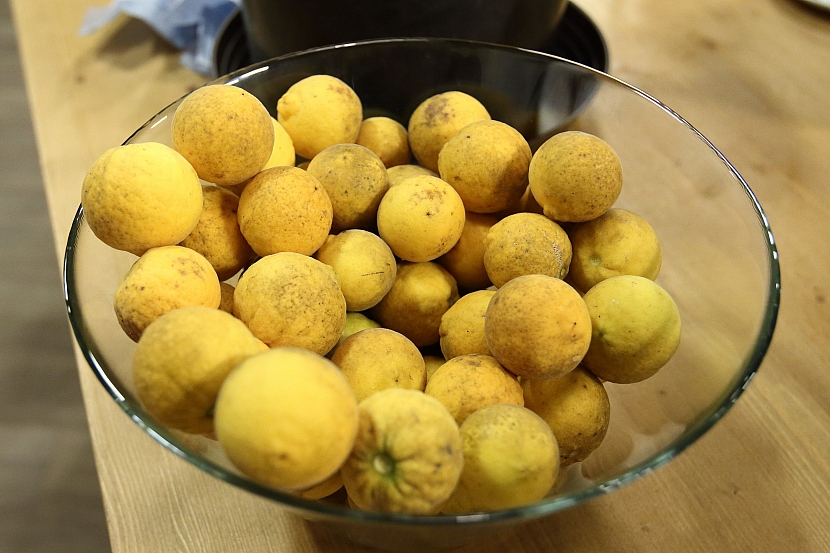 Úroda citronečníků