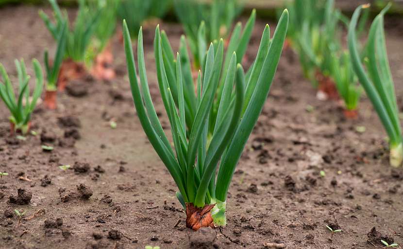 Jak pěstovat cibuli ve vyvýšeném záhonu? Překvapivě to jde snadno (Zdroj: Depositphotos (https://cz.depositphotos.com))