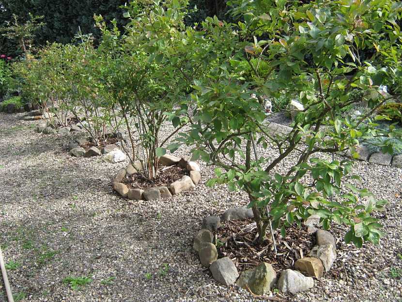 Výsadba, pěstování a hnojení kanadských borůvek