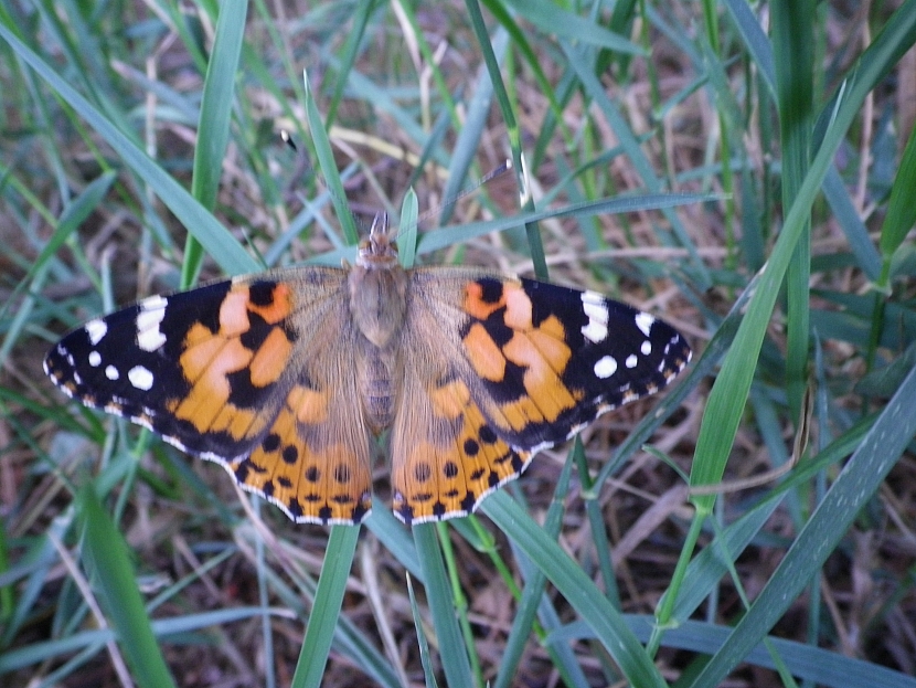 Pusťte motýly do zahrady (Zdroj: Ludmila Dušková)