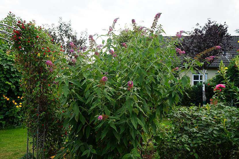 Komule Davidova je nepřehlédnutelnou rostlinou na zahradě (Zdroj: Depositphotos (https://cz.depositphotos.com))