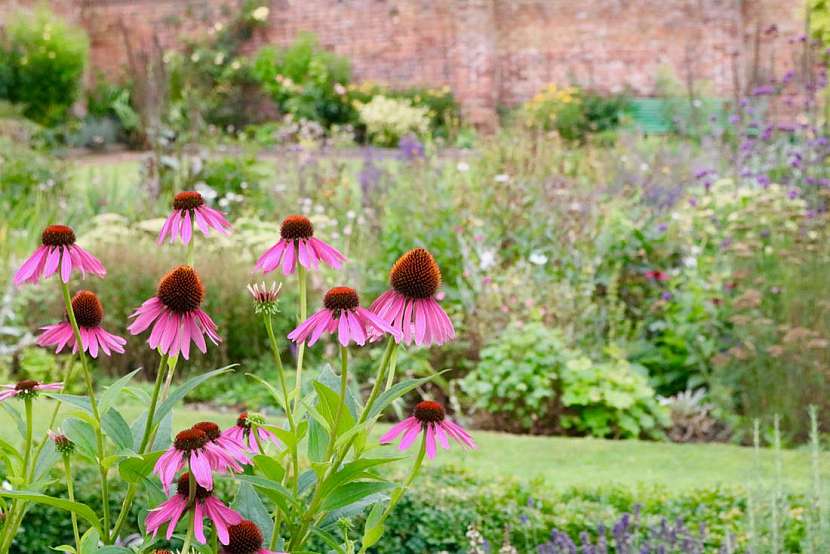 Ať žije echinacea &#8211; trvalka budoucnosti!