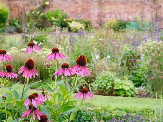 Ať žije echinacea &#8211; trvalka budoucnosti!