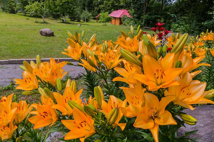 Pěstujte lilie, královny květin (Zdroj: Depositphotos (https://cz.depositphotos.com))