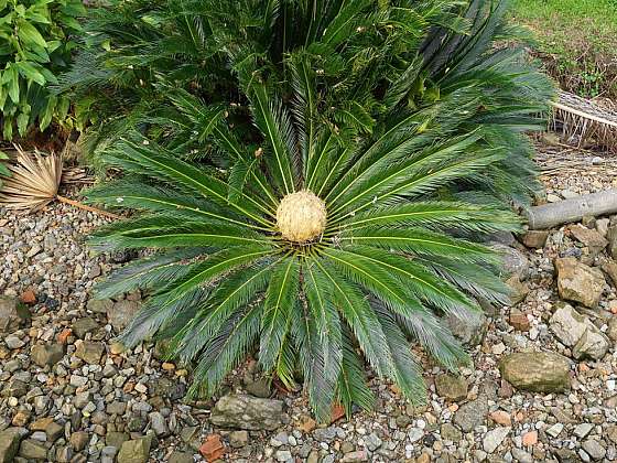 Cycas revoluta – dinosaurus mezi rostlinami