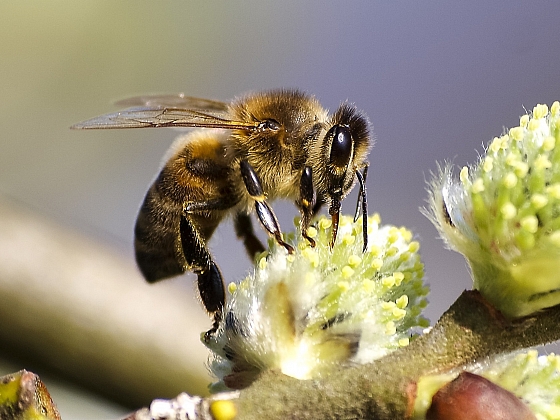 Co by byla zahrada bez užitečných včel? (Zdroj: pixabay.com)