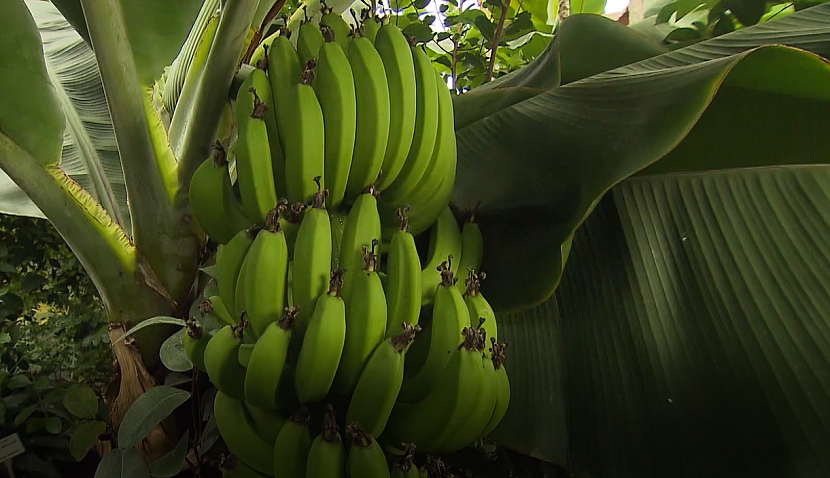 Banánovník s úspěchem vypěstujete i doma (Zdroj: Archiv FTV Prima, se svolením FTV Prima)