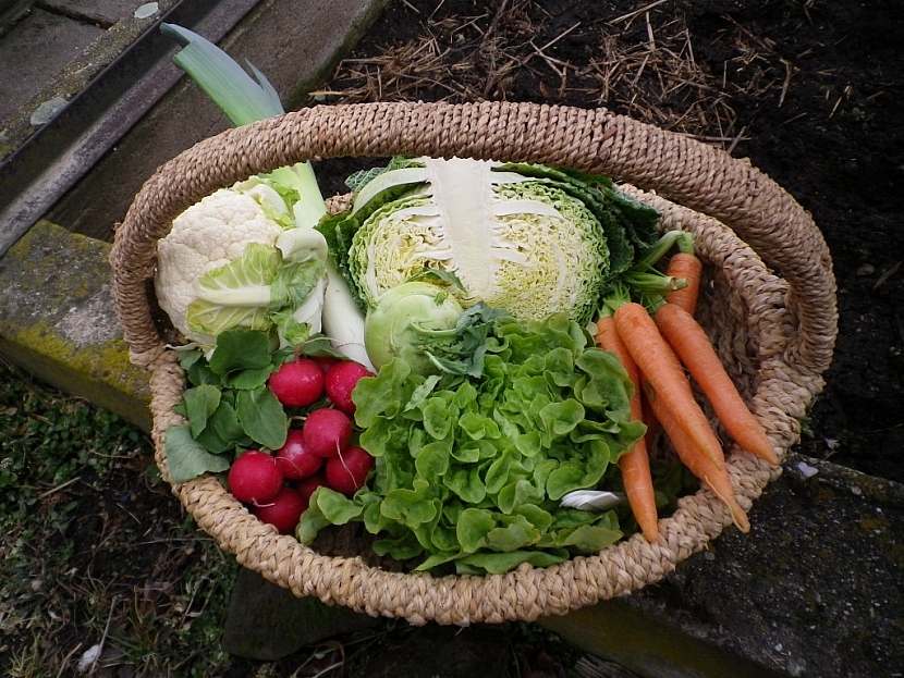 Výsadba a pěstování první jarní zeleniny v minifóliovníku s perforovanou fólií