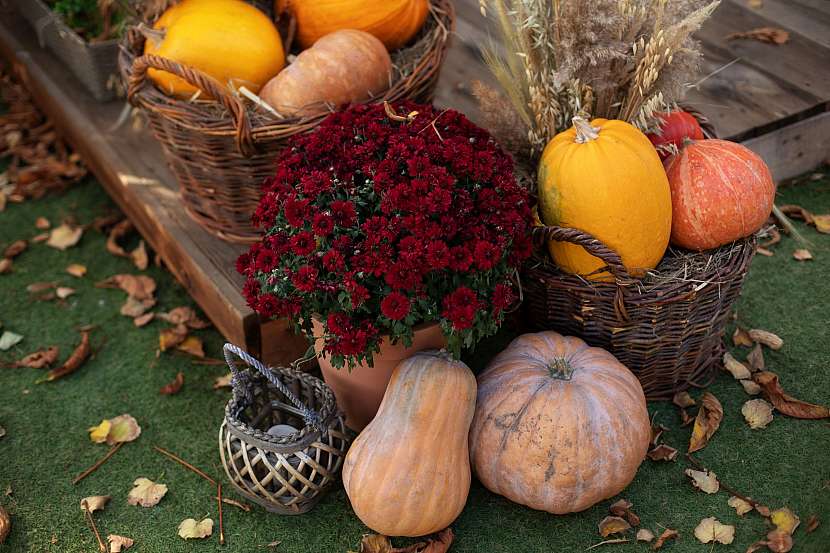 I květiny můžou být halloweenskou ozdobou