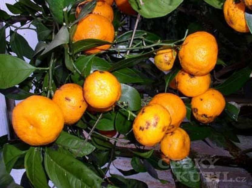 Citrusy z čeledi routovitých (Rutaceae)