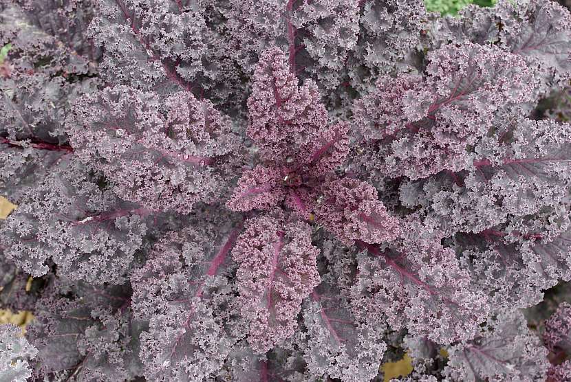 Pěstování kadeřávku je celkem snadné. Zde je odrůda Scarlet s krásnými fialovými listy (Zdroj: Daniela Dušková)