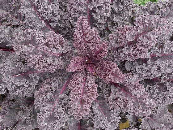 Pěstování kadeřávku je celkem snadné. Zde je odrůda Scarlet s krásnými fialovými listy (Zdroj: Daniela Dušková)
