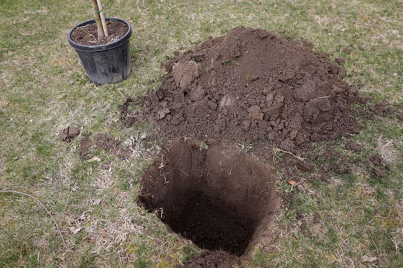 Listnatým stromům v balech i kontejnerech připravte místo v zemi