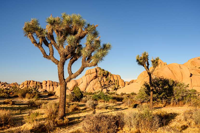 Joshua Tree (Jozuův strom) je osobitý fešák Mohavské pouště