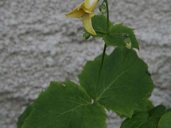 Kirengešoma korejská je stínomilná rostlina (Zdroj: VIO)
