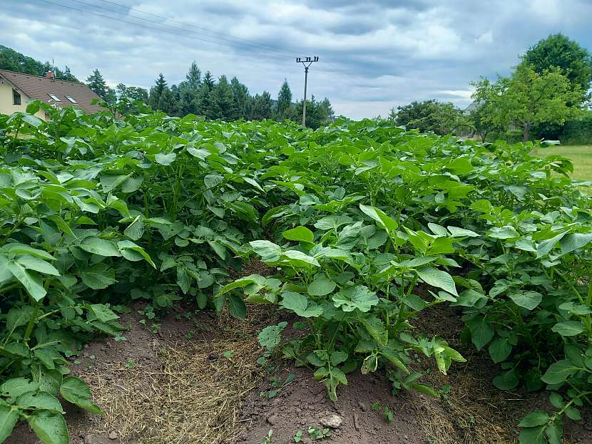 Nastýlání trávy mezi řádky brambor jako účinná ochrana proti suchu