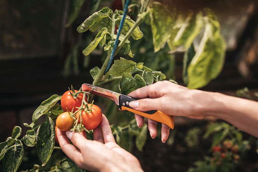 Sklízecí nůž vám ulehčí sběr plodů po celé zahradě 