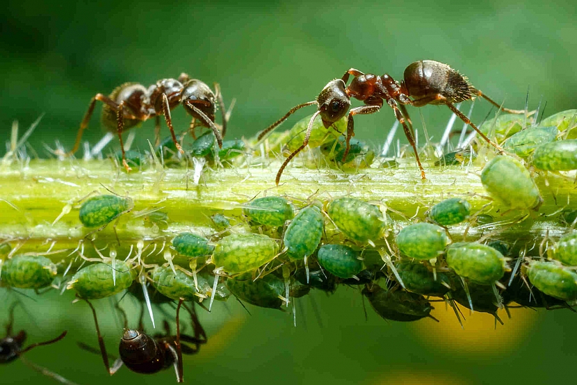 symbióza mravenců a mšic