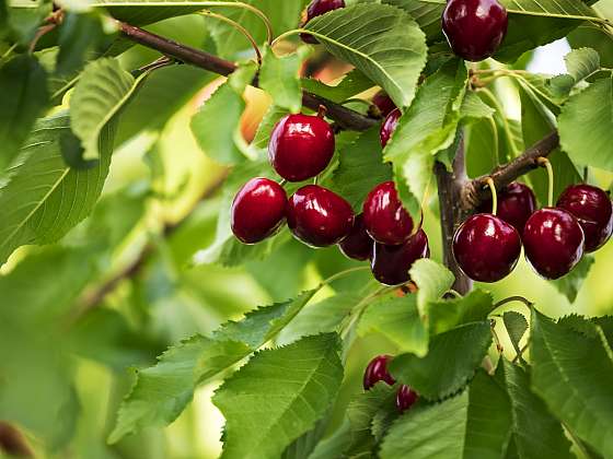Péče o třešně není o nic složitější než o jiné ovocné stromy