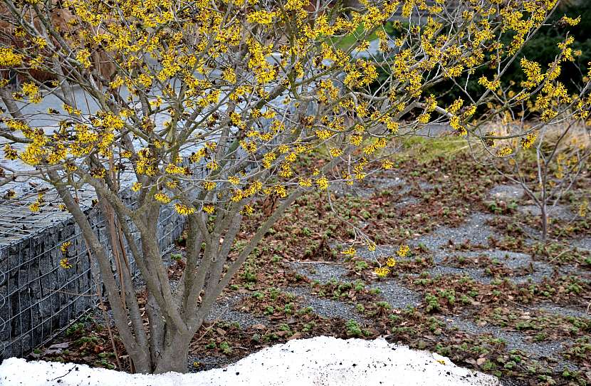 Vilín kvete i na zahradě pokryté sněhem