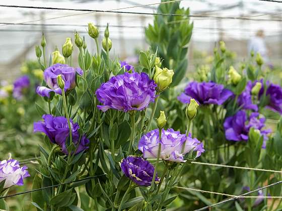 Eustoma je půvabnou květinou, která si v poslední době získává stále větší popularitu (Zdroj: Depositphotos (https://cz.depositphotos.com))