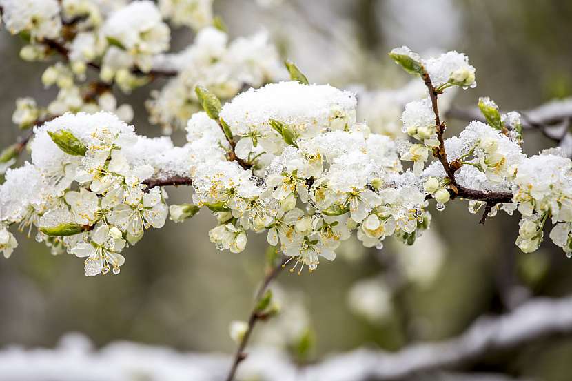 Náhlé jarní mrazy dokážou třešňové stromy a květy zcela zdecimovat